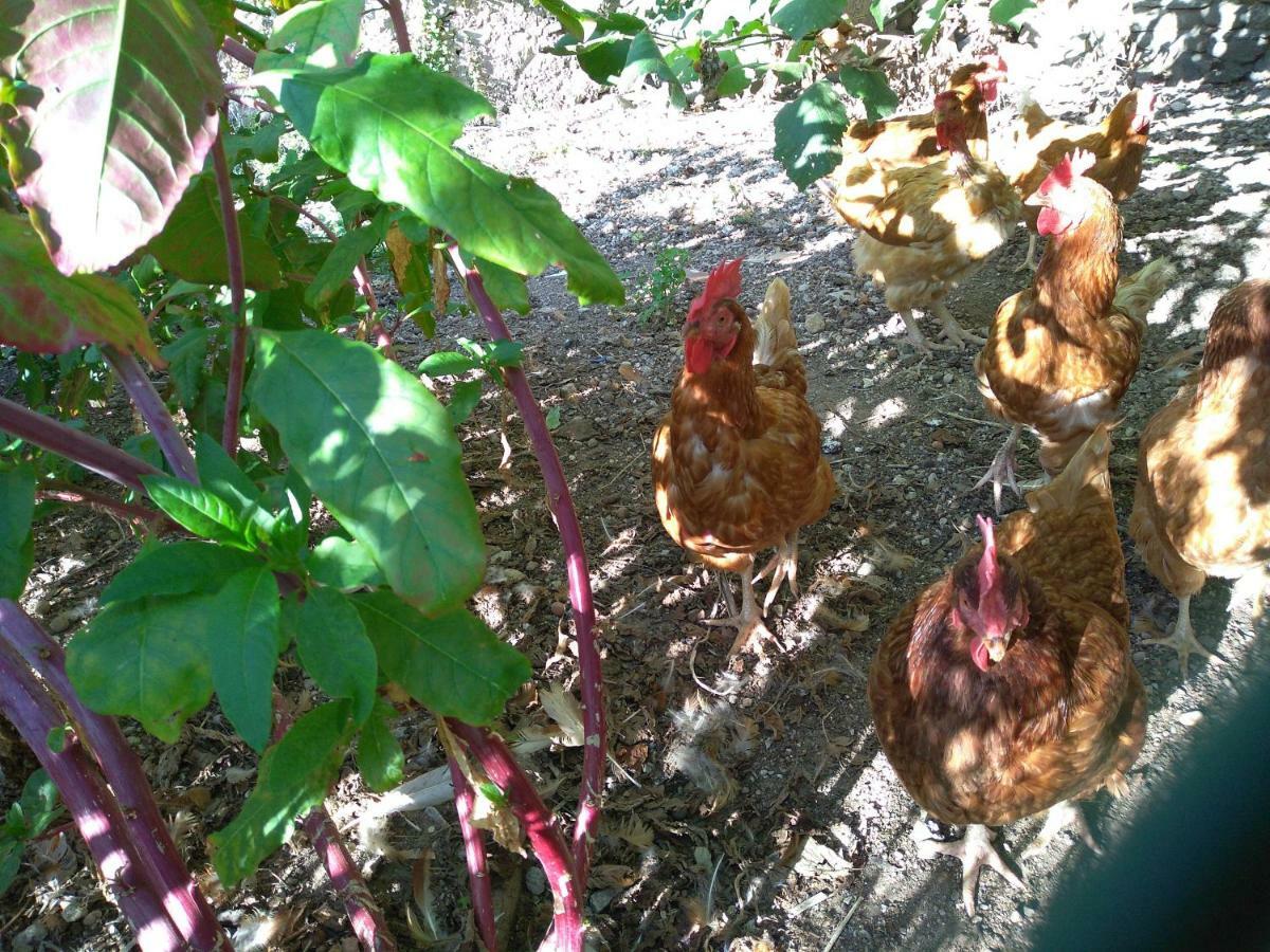 "Country House Il Brolo" Polpenazze del Garda Εξωτερικό φωτογραφία